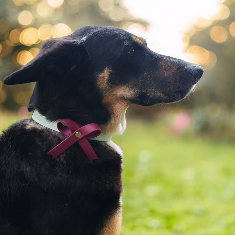 Collier chien avec noeud papillon - Atelier Juno